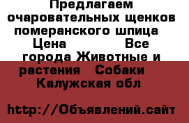 Предлагаем очаровательных щенков померанского шпица › Цена ­ 15 000 - Все города Животные и растения » Собаки   . Калужская обл.